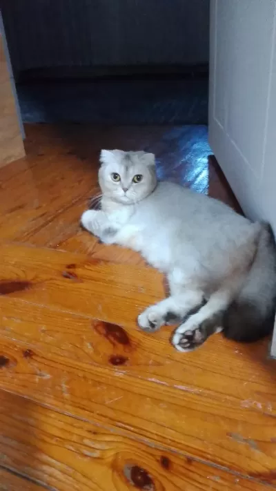 Scottish Fold 1.5 Yaşında