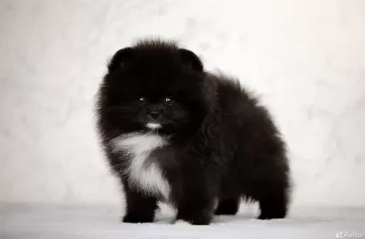 Üst Kaliteli Wcf Pomeranian Tea Cup