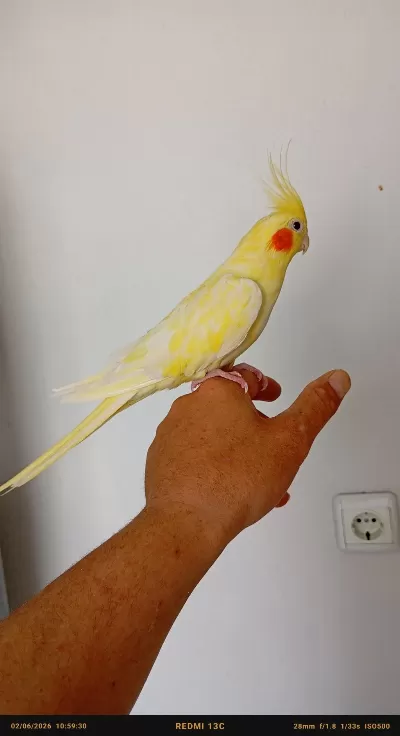 Ele Alışkın Erkek Sultan Papağanı