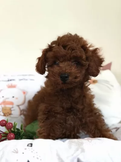 Kore Dişi Poodle Bebeğimiz