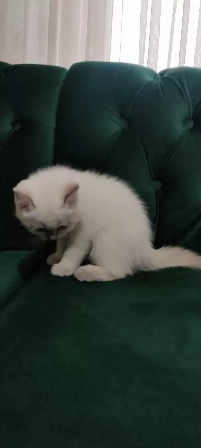 Sahibinden 55 Günlük British Shorthair