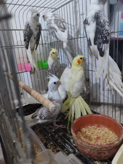Yeni Yeme Düşmüş Sultanlar