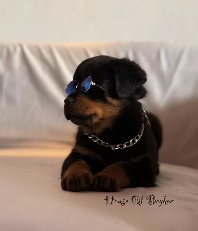 A Şecereli Erkek Rottweiler Yavrularım