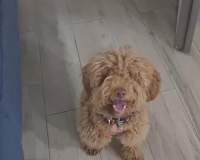 Poodle Köpeğimiz 9 Aylık