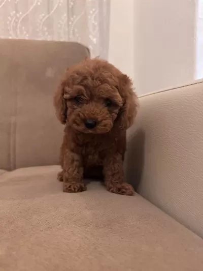 Core Poodle Yavrum Sağlik Ve İrk Garantilidir