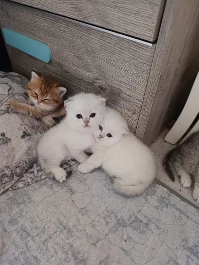 Scottish Fold Ve Scottish Straight Kedisi