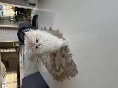 British Longhair Dişi Cy12