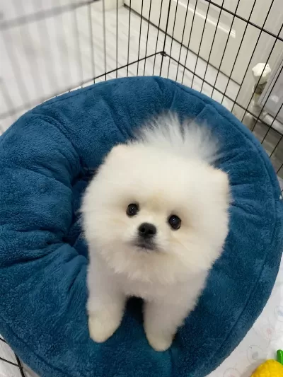 Pomeranian Boo 7 Aylık Erkek