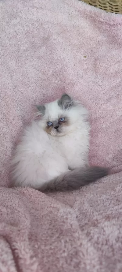 Erkek British Longhair