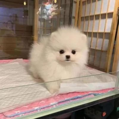 Orjinal Teacüp Pomeranian