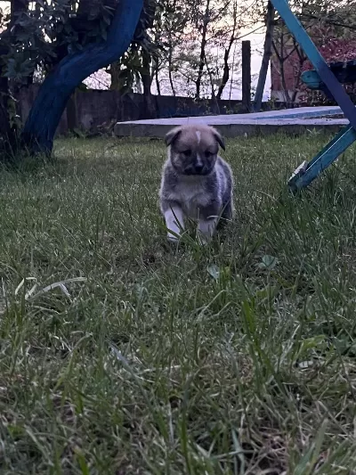 Akita Bebeklerimiz 3 Erkek 2 Dişi Anne Baba Safkan