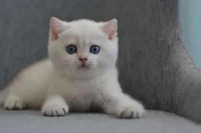 Erkek Golden British Shorthair