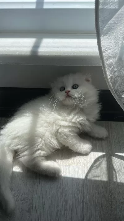 Show Kalite British Longhair Yavrular