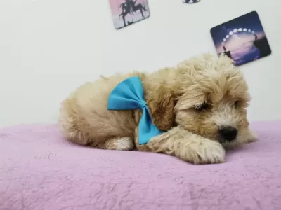 Maltipoo Adrese Teslim, Kapıda Ödeme Yapabilirsiniz