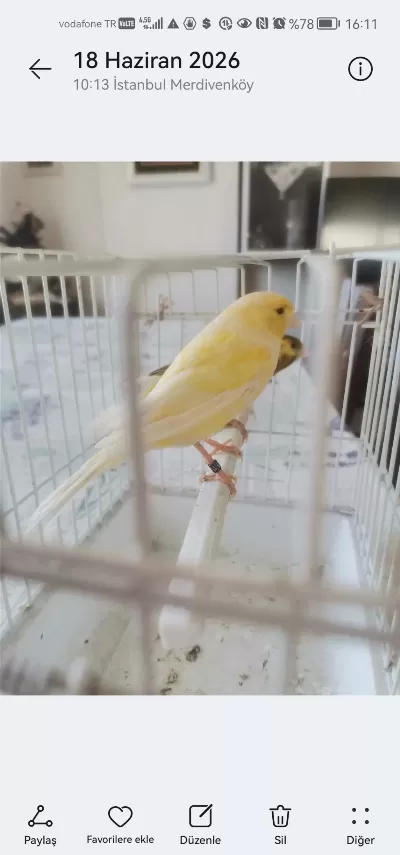 Harika Hazır Dişi Kuşlar