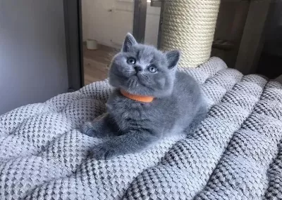 Güzeller Güzeli British Shorthair Yavrular
