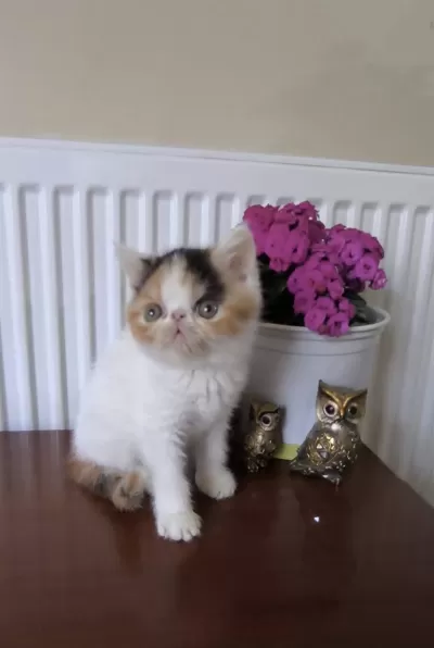 Sevimli Exotic Shorthair Kızlar