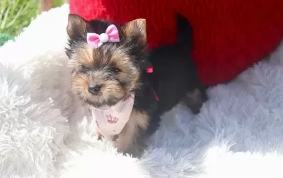 Teacup Eğitimli Yorkshire Terrier Yavrular