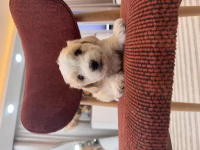Harika Maltipoo Bebeğim