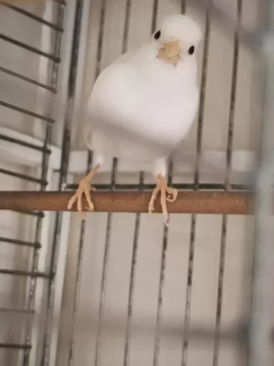 2 Yaşında Güzel Nazik Ötümlü Erkek Kanarya