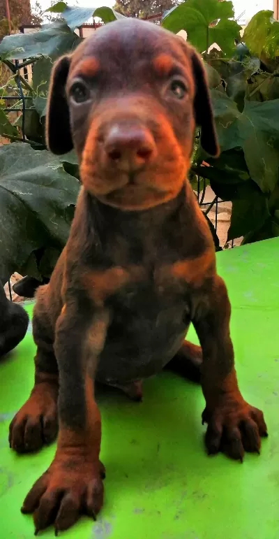 A Şecereli Anne Ve Babadan A Scrli Doberman Yavrular