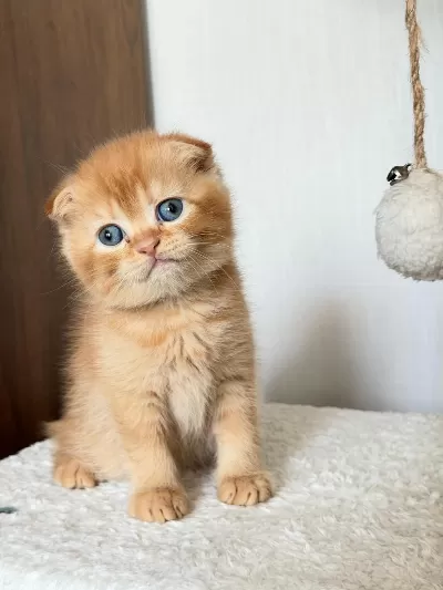 Scottish Fold 2 Aylık Erkek Yavru