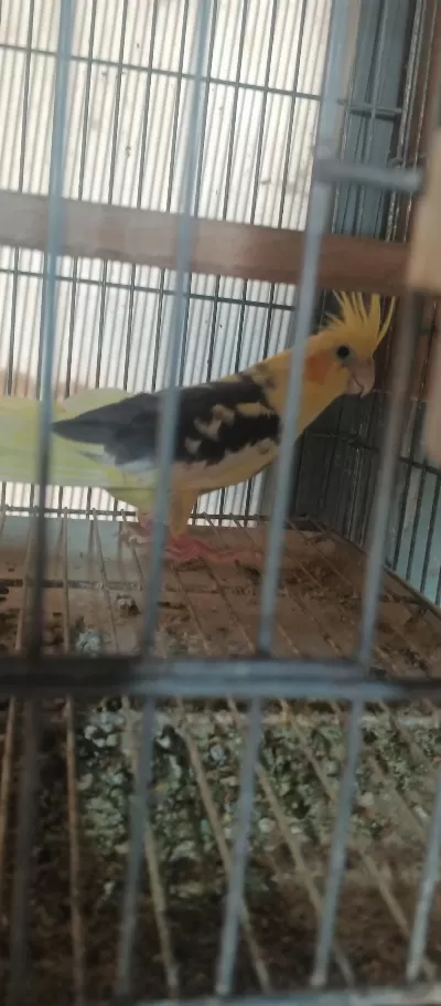 Hazır Dişi Sultan Papağanı