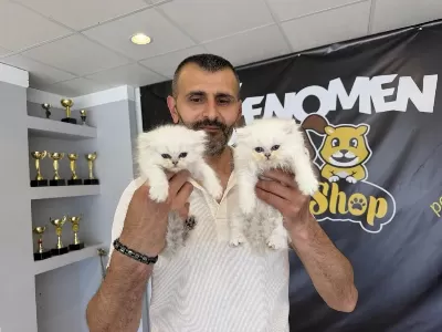 Kedi Dünyasindan Renk Renk British Yavrular Ankara
