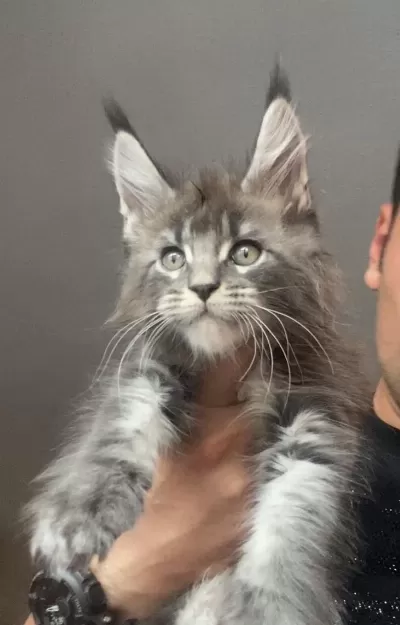 Xxxl Erkek Ufak Vaşak Gibi Maine Coon