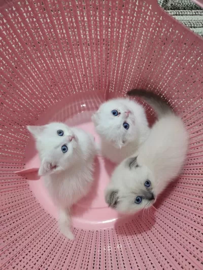 Scottish Fold Yavrularımız Teslime Hazır