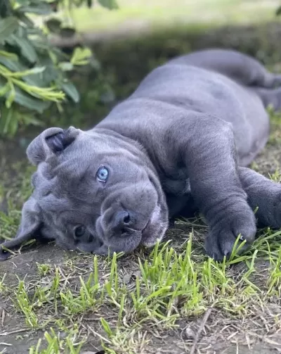 Profesyonel Üretim Çifliğinden Cane Corso Kapıda Ödeme
