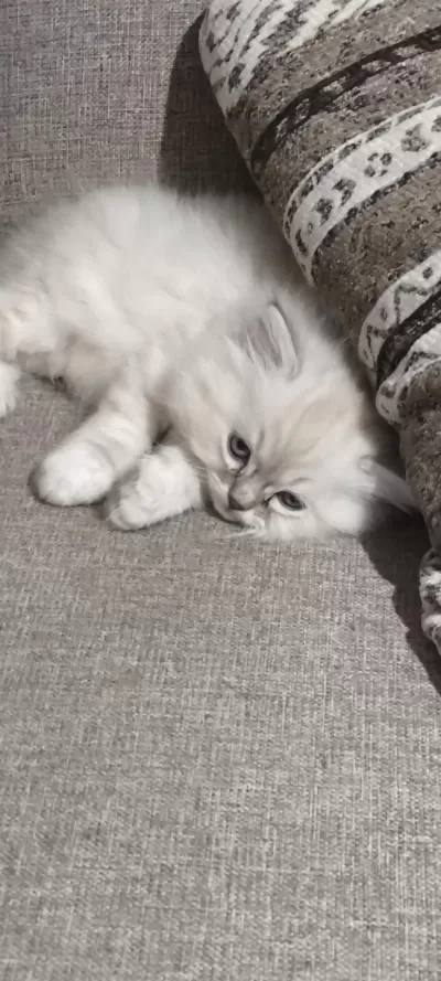 Yün Yumağı Çok Tatlı Chinchilla Yavrular