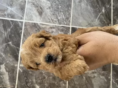 Orjinal Maltipoo Bebekler