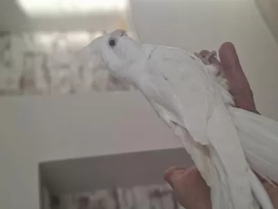 Bebek Albino Sultan Papağani