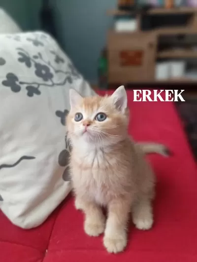 British Shorthair Kediler