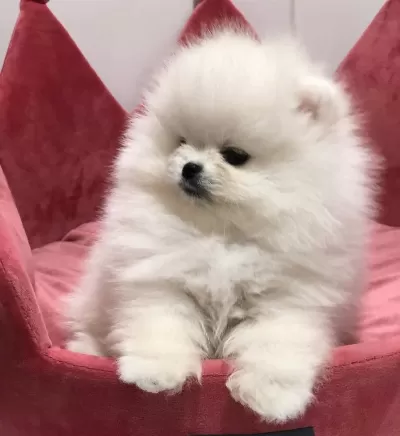 Pomeranian Boo Güzel Yavrular