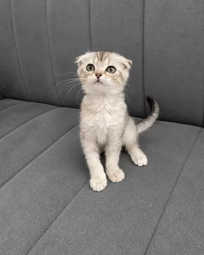 Harika Scottish Fold Bebek