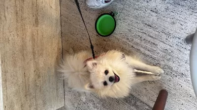 Dünyanın En Enerjik Ve Sevecen Köpeği Leo