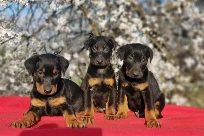 Elit Patiler Farkıyla Doberman Yavrular