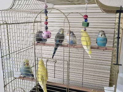 Ele Aliştirmalik Yeme Alişik Yeni Muhabbet Kuşu Yavrular