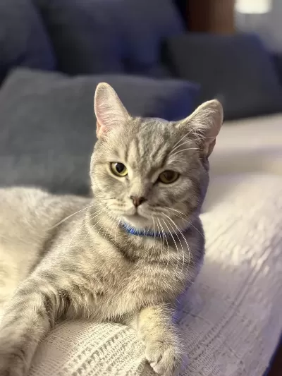 Ücretsiz Erkek Kedimiz