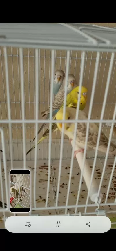 Ele Aliştirmalik Yeme Alişik Yeni Muhabbet Yavrular