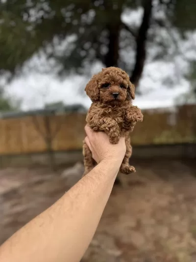 Red Poodle Yavrularımız