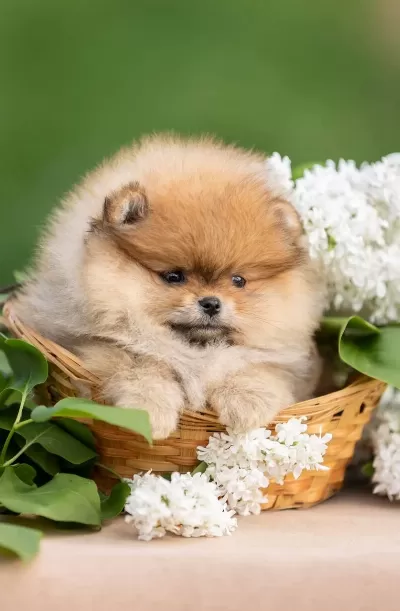 Pomeranian Boo Yavrumuz