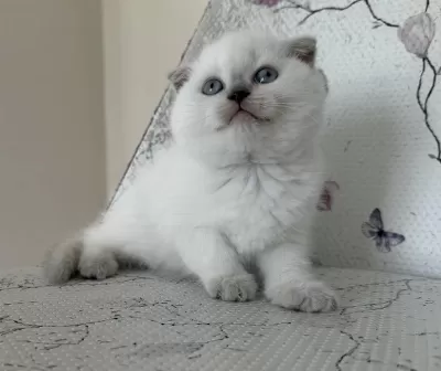Bal Küpü Blue Point Scottish Fold Bebekler