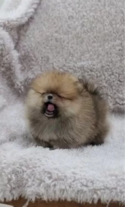 Ev Ortamında Büyüyen Pomeranian Yavruları