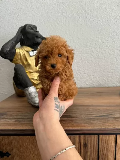 A++ Poodle Yavrularım