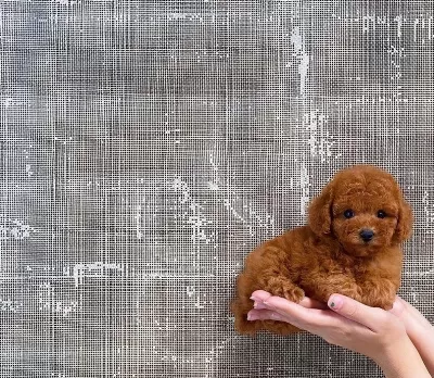 Toy Poodle Yavrulari