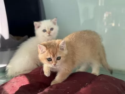 En Güzel Beyaz Mavi Gözlü British Shorthair Yavrular