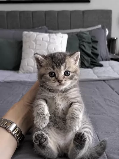Whiskas British Shorthair Bebeğim